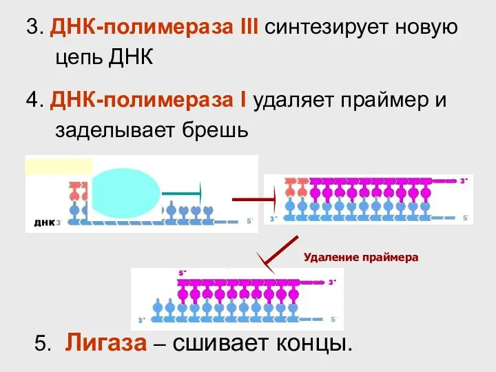 Удаление праймера 3. ДНК-полимераза III синтезирует новую цепь ДНК 4. ДНК-полимераза I удаляет