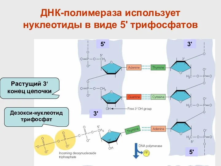 ДНК-полимераза использует нуклеотиды в виде 5' трифосфатов Растущий 3‘ конец цепочки Дезокси-нуклеотид трифосфат