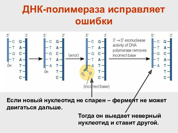 ДНК-полимераза исправляет ошибки Если новый нуклеотид не спарен – фермент