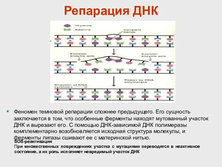 Репарация ДНК Феномен темновой репарации сложнее предыдущего. Его сущность заключается