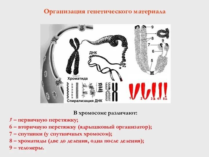 В хромосоме различают: 5 – первичную перетяжку; 6 – вторичную перетяжку (ядрышковый организатор);