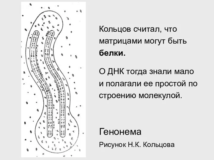 Генонема Рисунок Н.К. Кольцова Кольцов считал, что матрицами могут быть