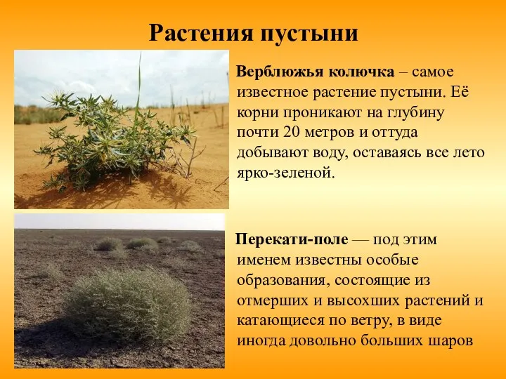 Растения пустыни Верблюжья колючка – самое известное растение пустыни. Её