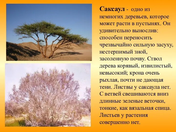 Саксаул - одно из немногих деревьев, которое может расти в