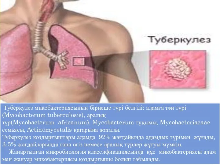 Туберкулез микобактериясының бірнеше түрі белгілі: адамға тән түрі(Mycobacterum tuberculosis), аралық