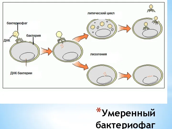 Умеренный бактериофаг