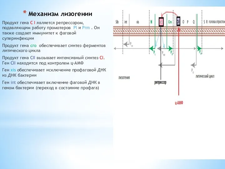 Механизм лизогении Продукт гена С I является репрессором, подавляющим работу