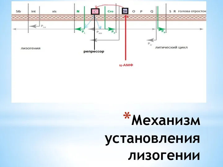 Механизм установления лизогении