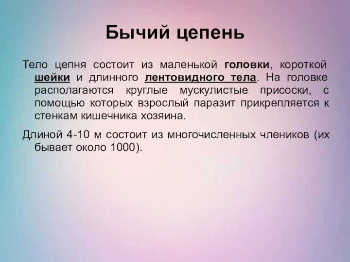 Бычий цепень Тело цепня состоит из маленькой головки, короткой шейки