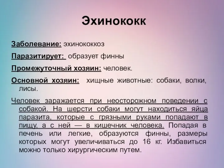 Эхинококк Заболевание: эхинококкоз Паразитирует: образует финны Промежуточный хозяин: человек. Основной