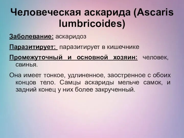 Человеческая аскарида (Ascaris lumbricoides) Заболевание: аскаридоз Паразитирует: паразитирует в кишечнике