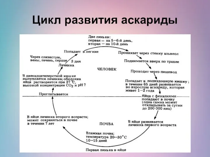 Цикл развития аскариды