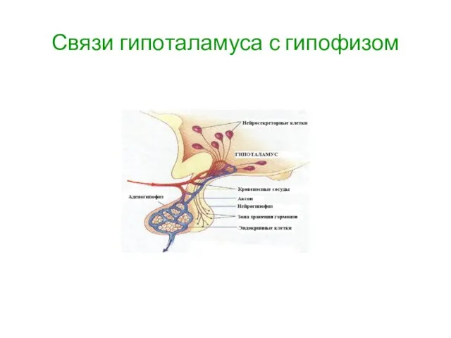 Связи гипоталамуса с гипофизом