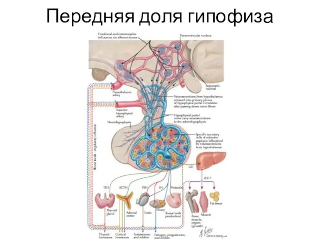 Передняя доля гипофиза