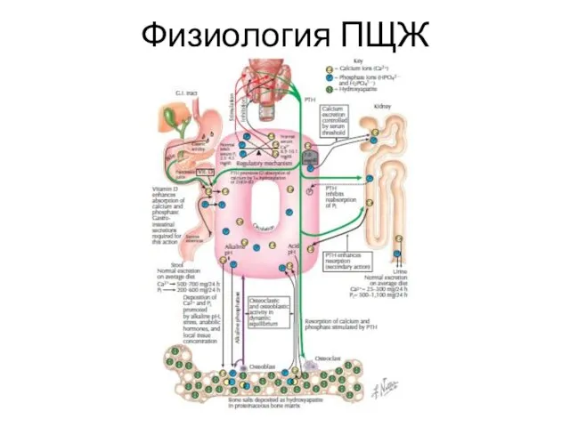 Физиология ПЩЖ