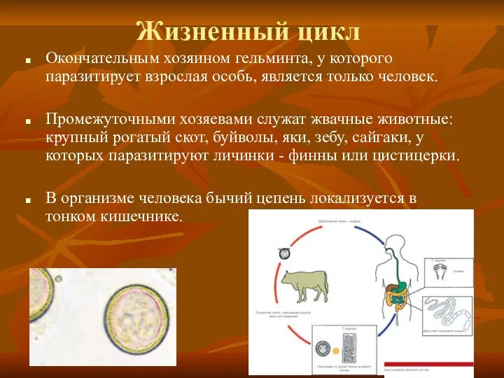 Окончательным хозяином гельминта, у которого паразитирует взрослая особь, является только