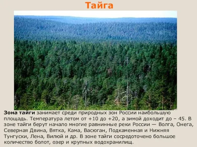 Тайга Зона тайги занимает среди природных зон России наибольшую площадь.