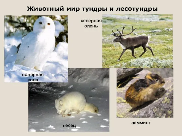 Животный мир тундры и лесотундры лемминг песец полярная сова северная олень