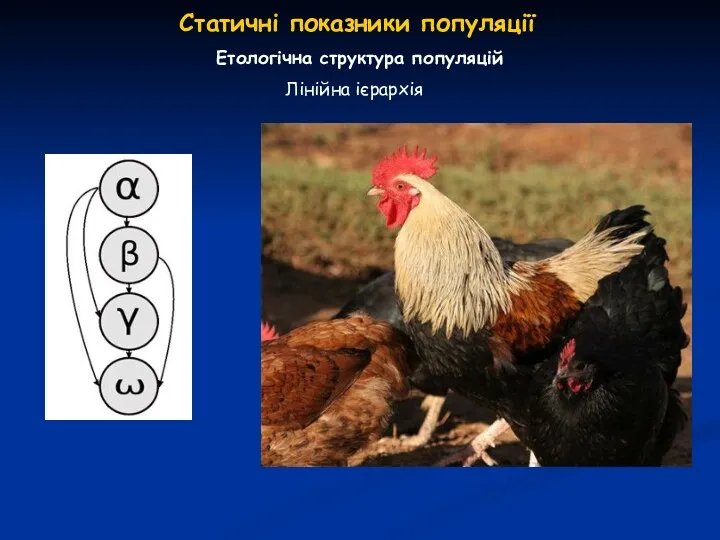 Статичні показники популяції Етологічна структура популяцій Лінійна ієрархія