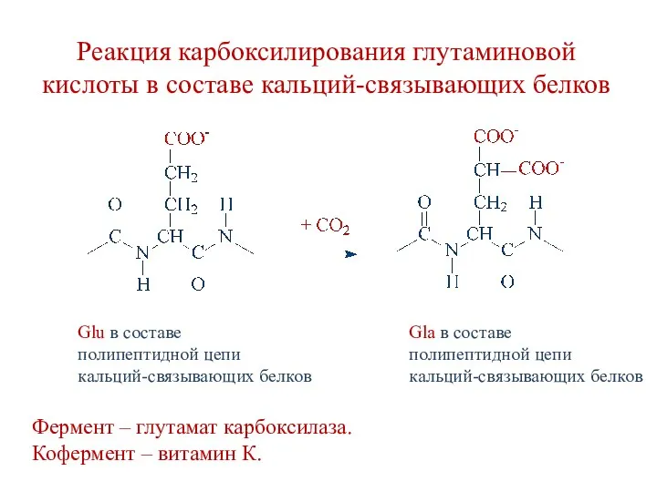 Реакция карбоксилирования глутаминовой кислоты в составе кальций-связывающих белков Фермент –