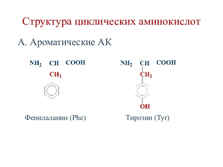 А. Ароматические АК Тирозин (Tyr) Фенилаланин (Phe) Структура циклических аминокислот