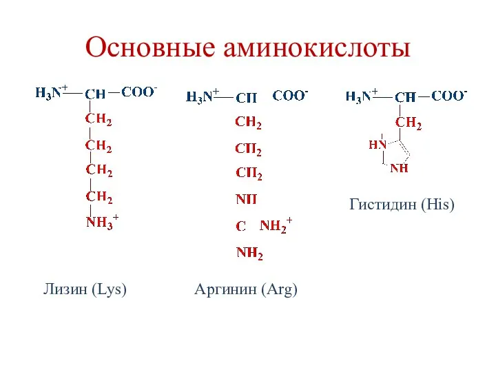 Основные аминокислоты Аргинин (Arg) Лизин (Lys) Гистидин (His)