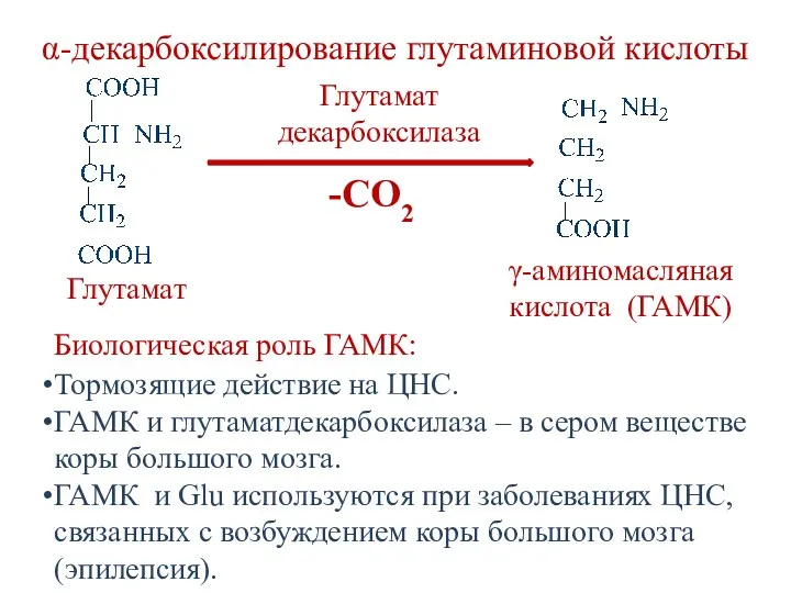 α-декарбоксилирование глутаминовой кислоты -СО2 Глутамат декарбоксилаза Глутамат γ-аминомасляная кислота (ГАМК)