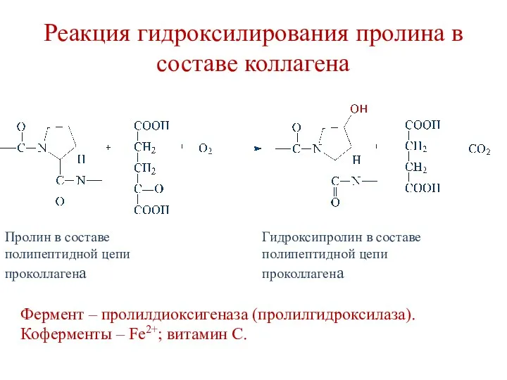 Реакция гидроксилирования пролина в составе коллагена Пролин в составе полипептидной