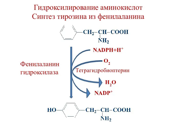 Гидроксилирование аминокислот Синтез тирозина из фенилаланина NADPH+H+ NADP+ H2O O2 Тетрагидробиоптерин Фенилаланин гидроксилаза