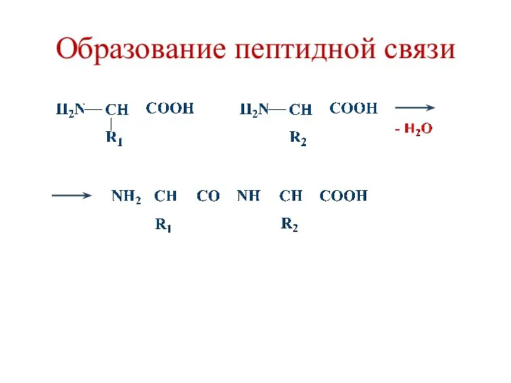 Образование пептидной связи