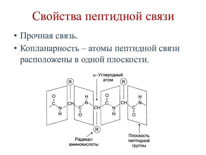 Свойства пептидной связи Прочная связь. Копланарность – атомы пептидной связи расположены в одной плоскости.