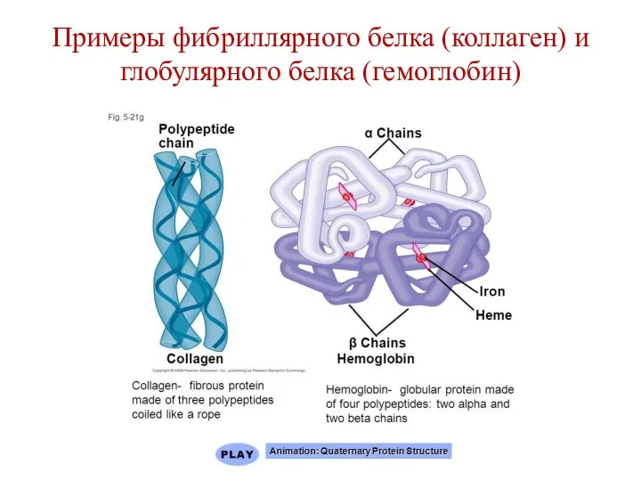 Примеры фибриллярного белка (коллаген) и глобулярного белка (гемоглобин)