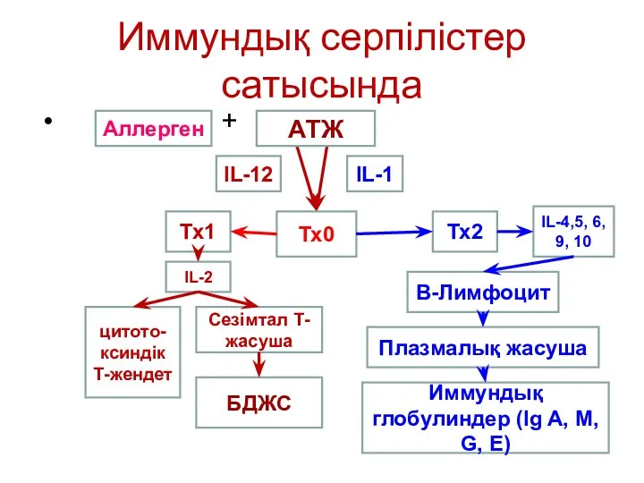 Иммундық серпілістер сатысында + IL-12 IL-1 Тх0 Тх1 Тх2 цитото-ксиндік