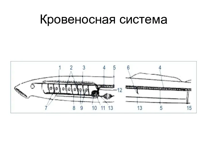 Кровеносная система