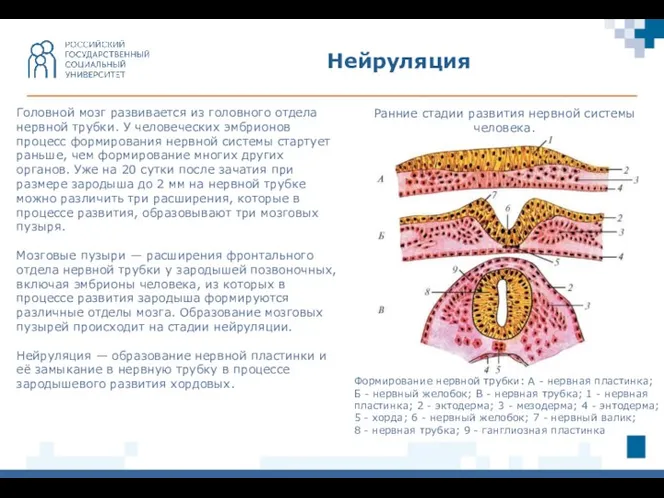 Нейруляция Головной мозг развивается из головного отдела нервной трубки. У