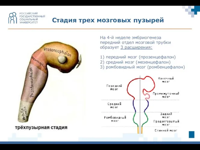 Стадия трех мозговых пузырей На 4-й неделе эмбриогенеза передний отдел