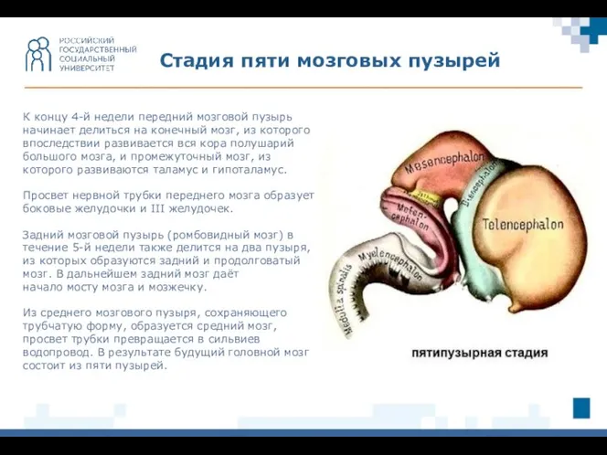 Стадия пяти мозговых пузырей К концу 4-й недели передний мозговой