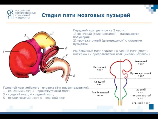 Стадия пяти мозговых пузырей Головной мозг эмбриона человека (8-я неделя