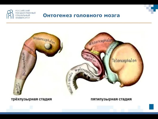 Онтогенез головного мозга