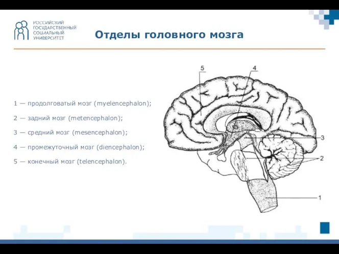 Отделы головного мозга 1 — продолговатый мозг (myelencephalon); 2 —