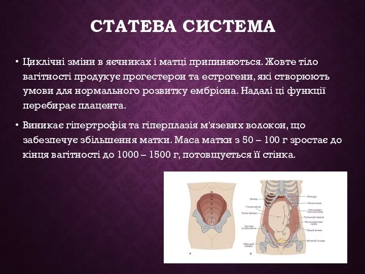 СТАТЕВА СИСТЕМА Циклічні зміни в яєчниках і матці припиняються. Жовте