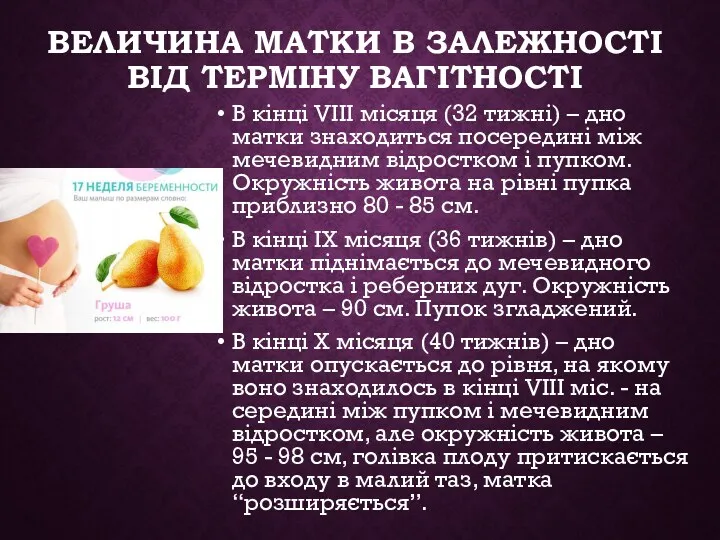 ВЕЛИЧИНА МАТКИ В ЗАЛЕЖНОСТІ ВІД ТЕРМІНУ ВАГІТНОСТІ В кінці VІІІ