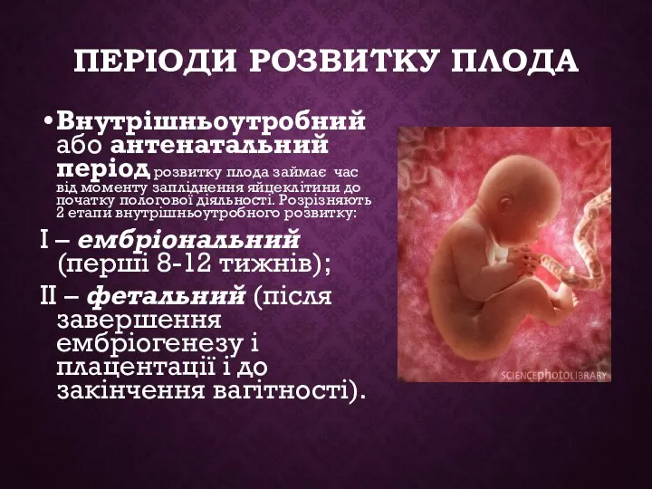 ПЕРІОДИ РОЗВИТКУ ПЛОДА Внутрішньоутробний або антенатальний період розвитку плода займає