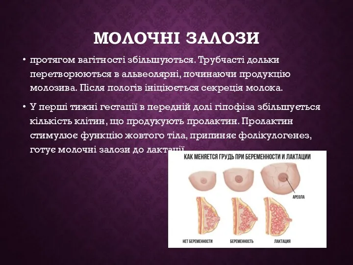 МОЛОЧНІ ЗАЛОЗИ протягом вагітності збільшуються. Трубчасті дольки перетворюються в альвеолярні,