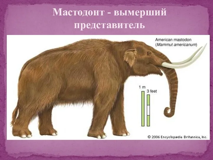 Мастодонт - вымерший представитель