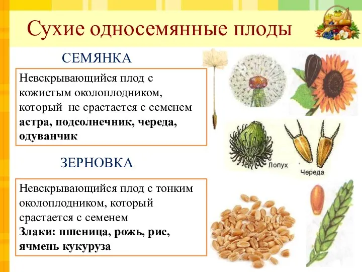 Сухие односемянные плоды ЗЕРНОВКА СЕМЯНКА Невскрывающийся плод с кожистым околоплодником,