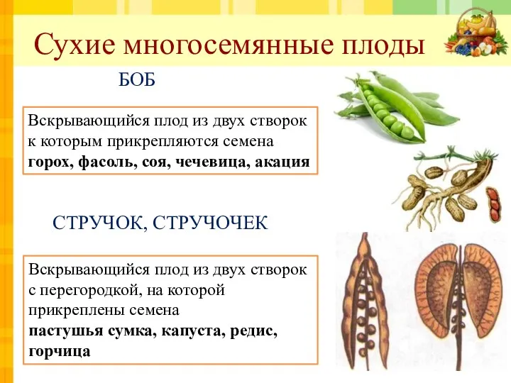 Сухие многосемянные плоды БОБ СТРУЧОК, СТРУЧОЧЕК Вскрывающийся плод из двух