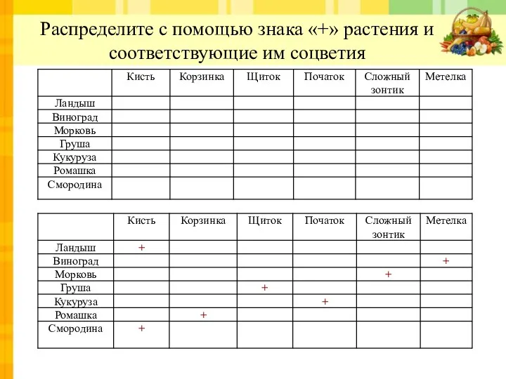 Распределите с помощью знака «+» растения и соответствующие им соцветия