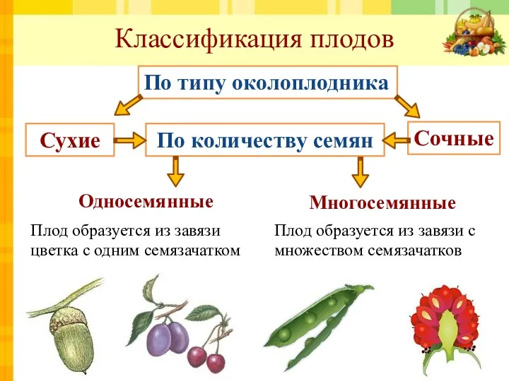 Классификация плодов По количеству семян Односемянные Многосемянные По типу околоплодника