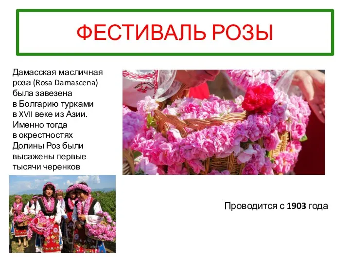 ФЕСТИВАЛЬ РОЗЫ Проводится с 1903 года Дамасская масличная роза (Rosa